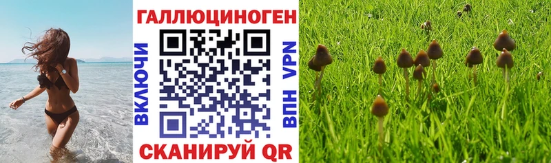 Псилоцибиновые грибы Psilocybe  Кувшиново 